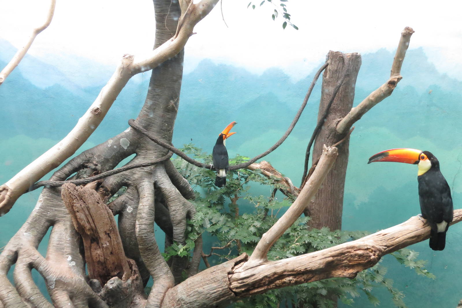 Toco Toucan - World of Birds 031215