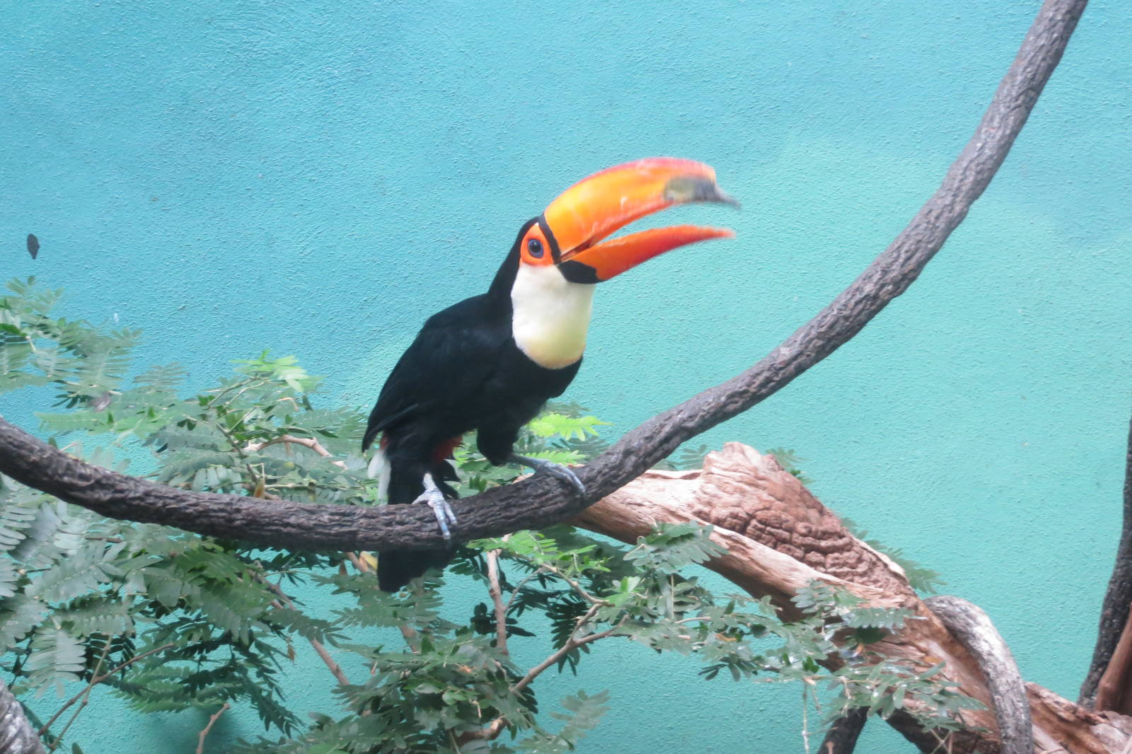 Toco Toucan - World of Birds 031215