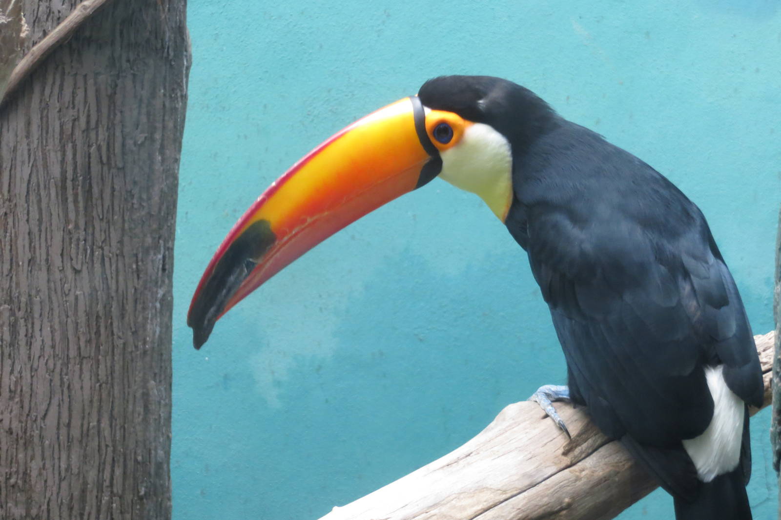 Toco Toucan - World of Birds 031215