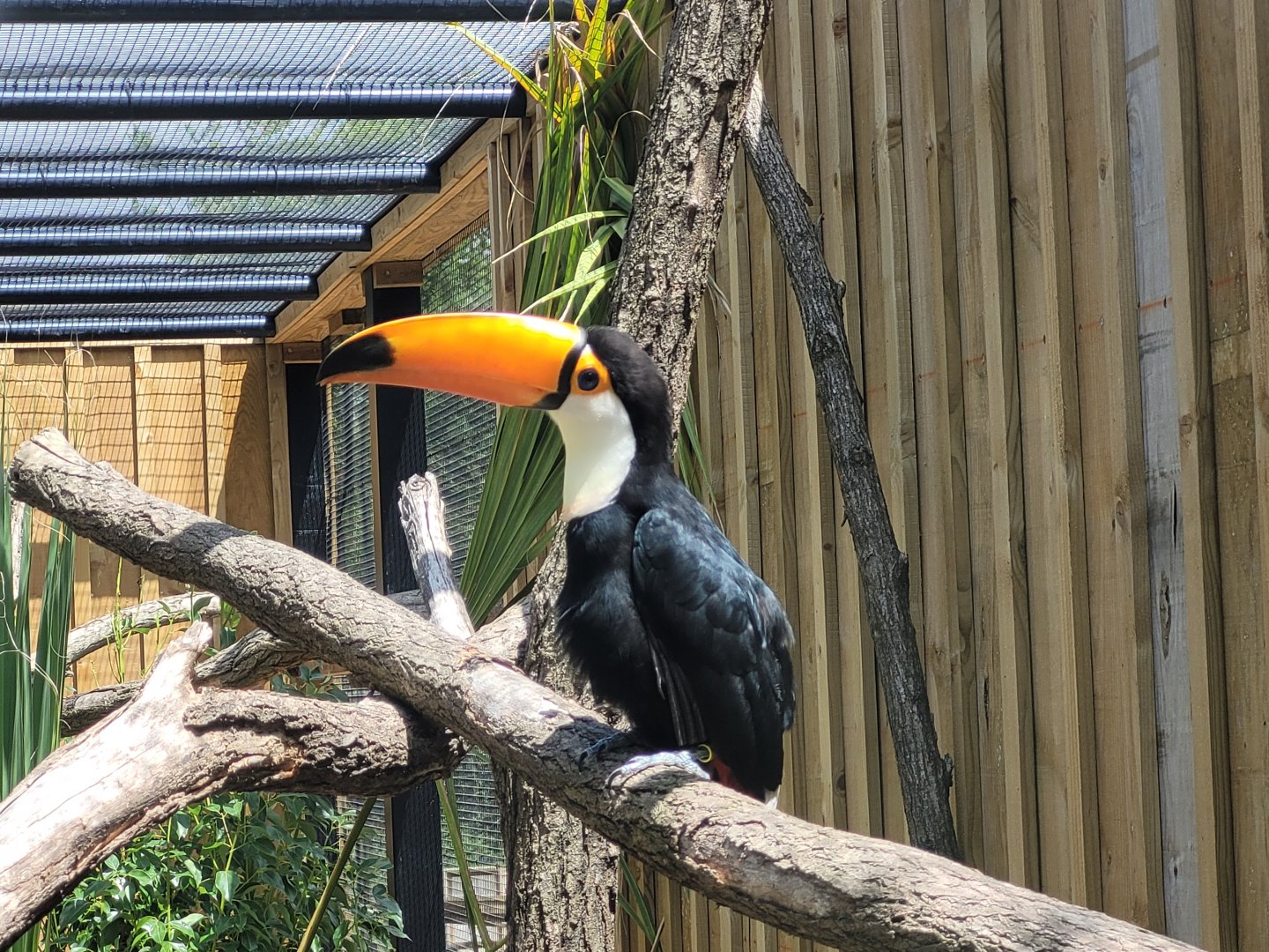 Toco toucan -Zoo de Labenne (2024)