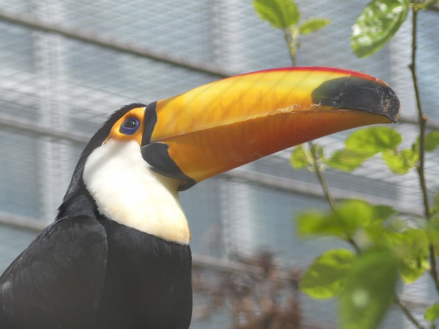 Toco Toucan - Zoo København - 26.05.25