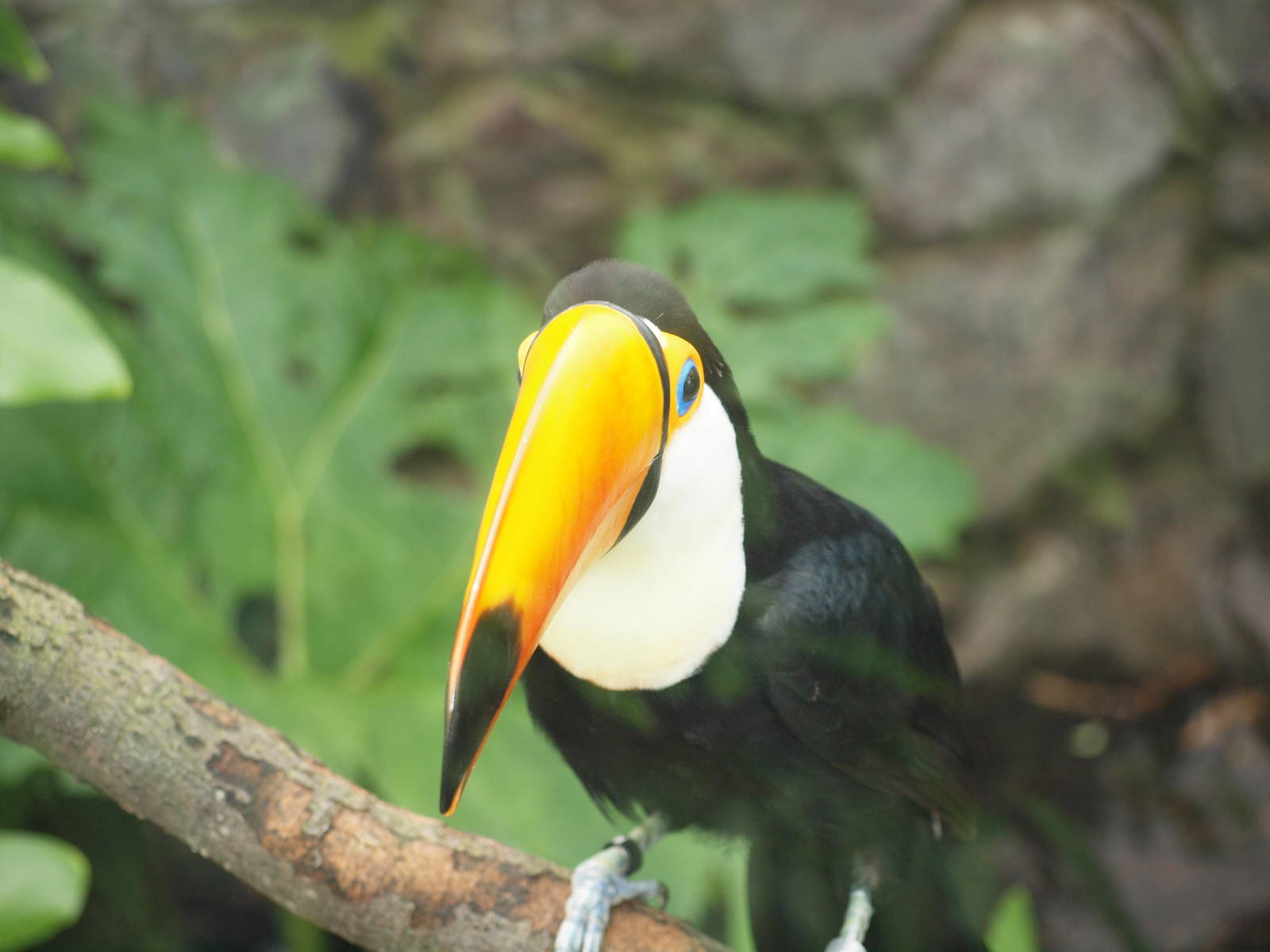 toco toucan