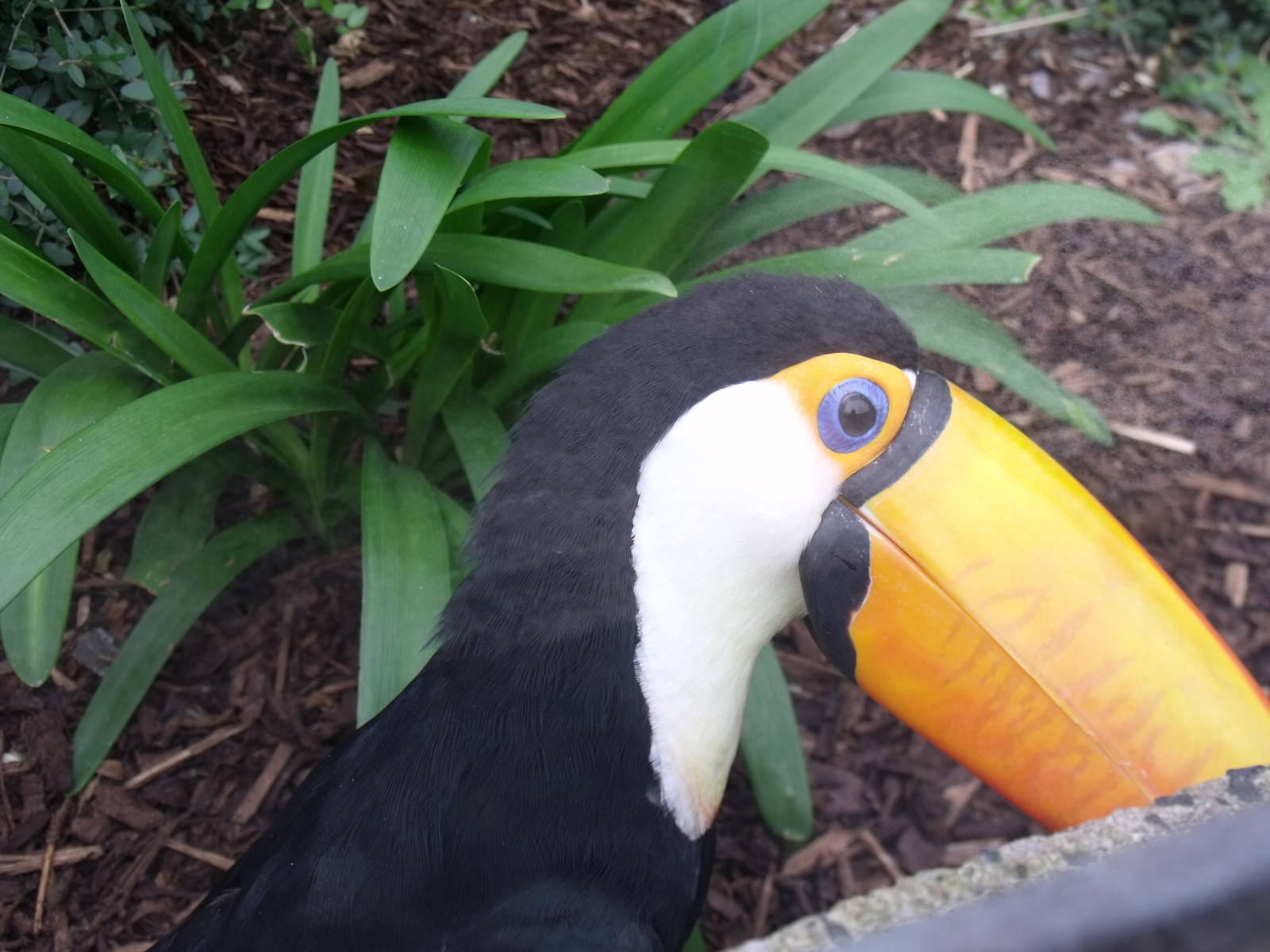 Toco Toucan