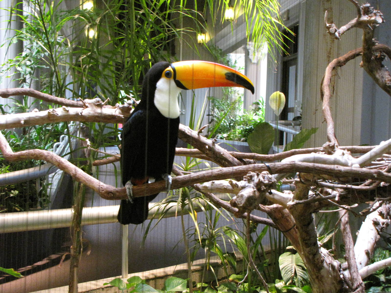 Toco Toucan