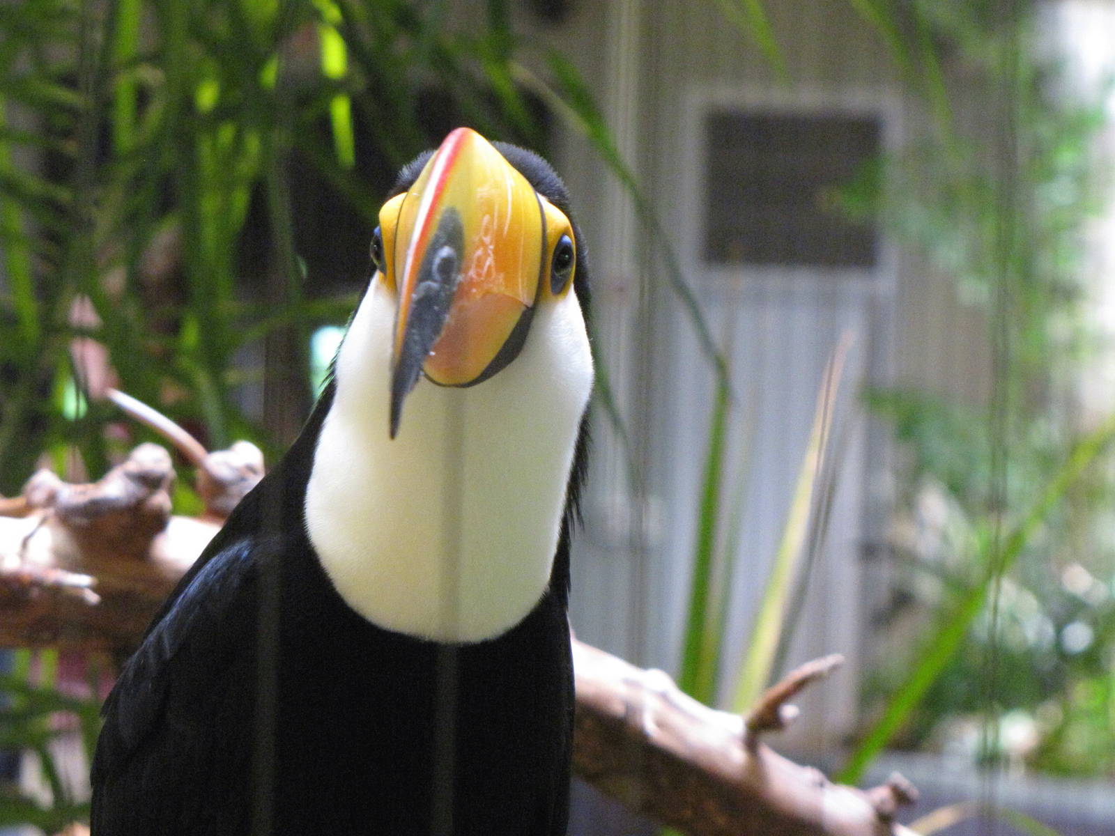 Toco Toucan