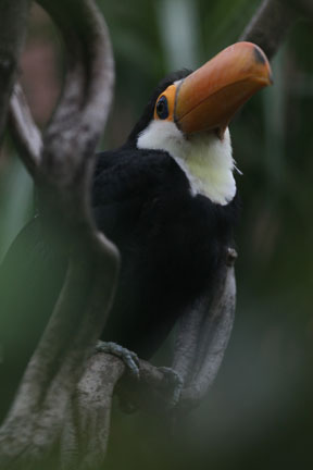 toco toucan