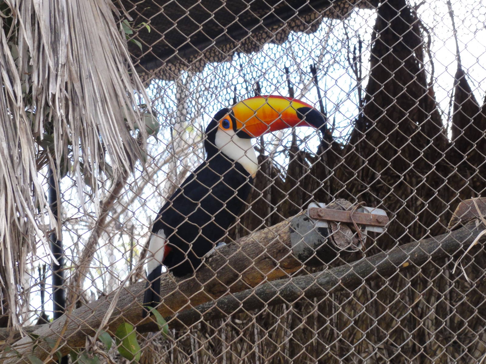 Toco Toucan