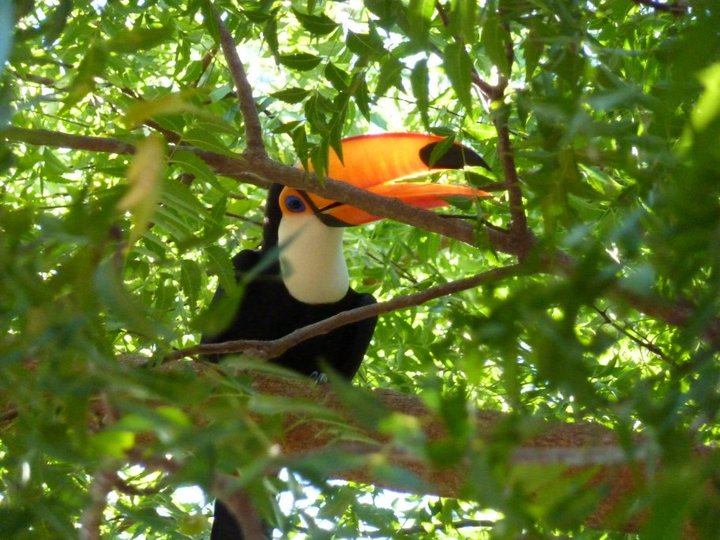 Toco toucan