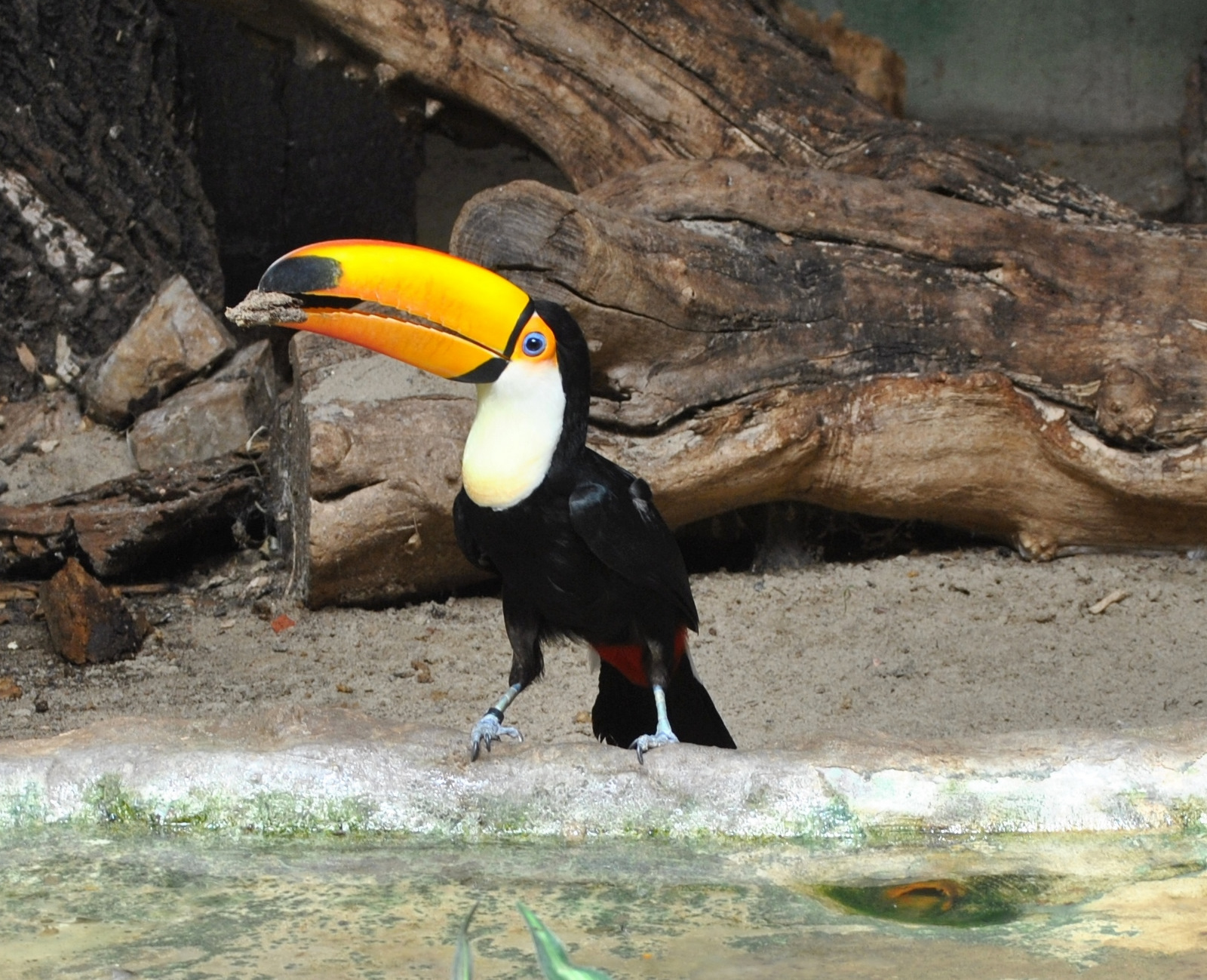 Toco Toucan