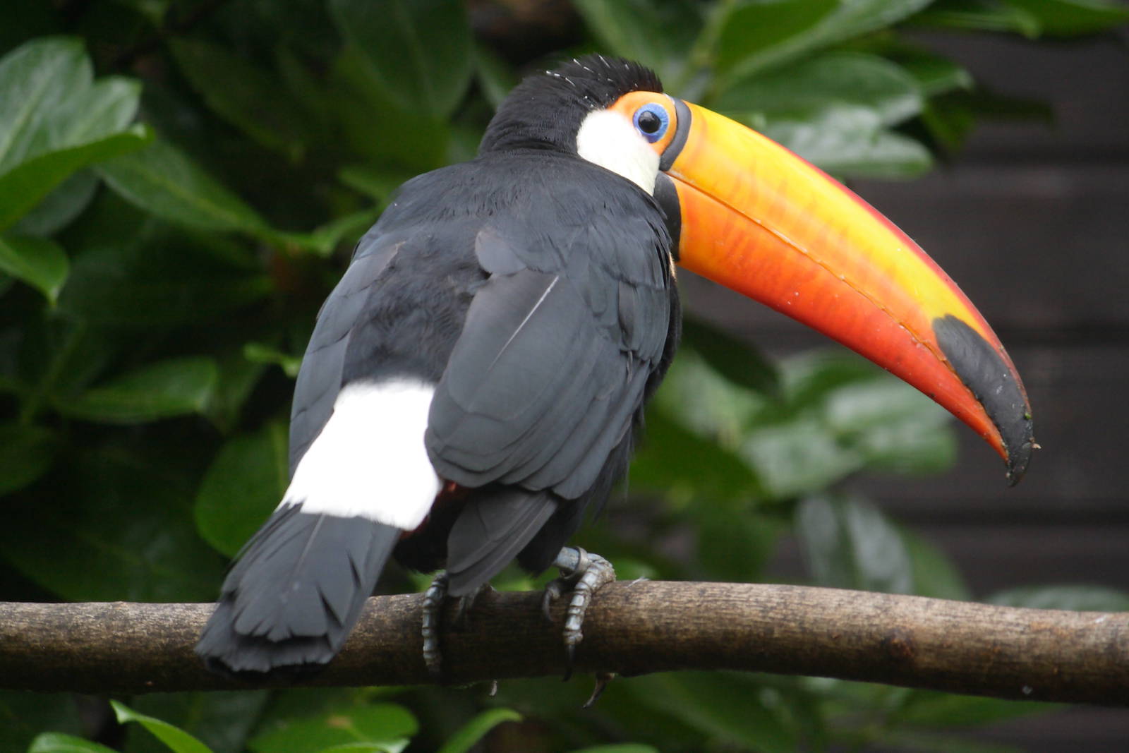 Toco toucan