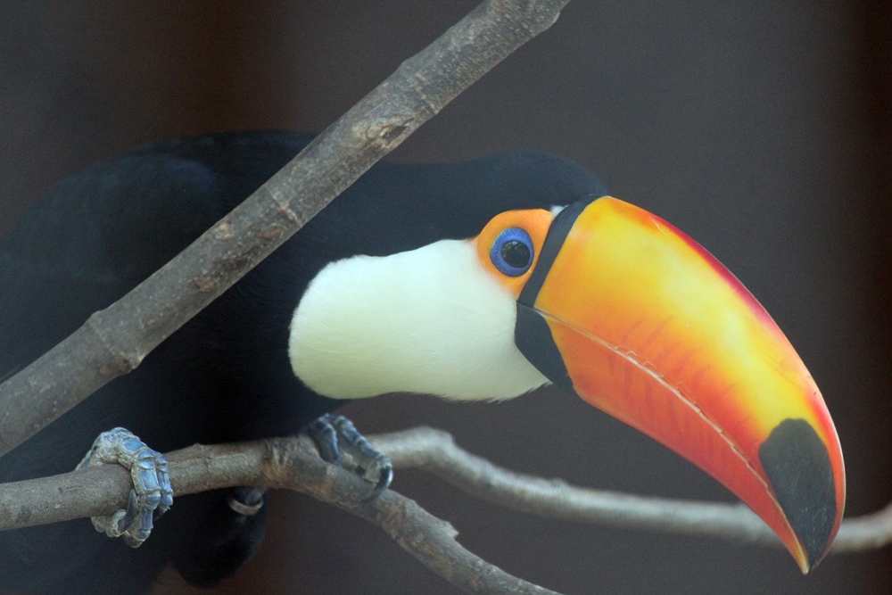 Toco Toucan