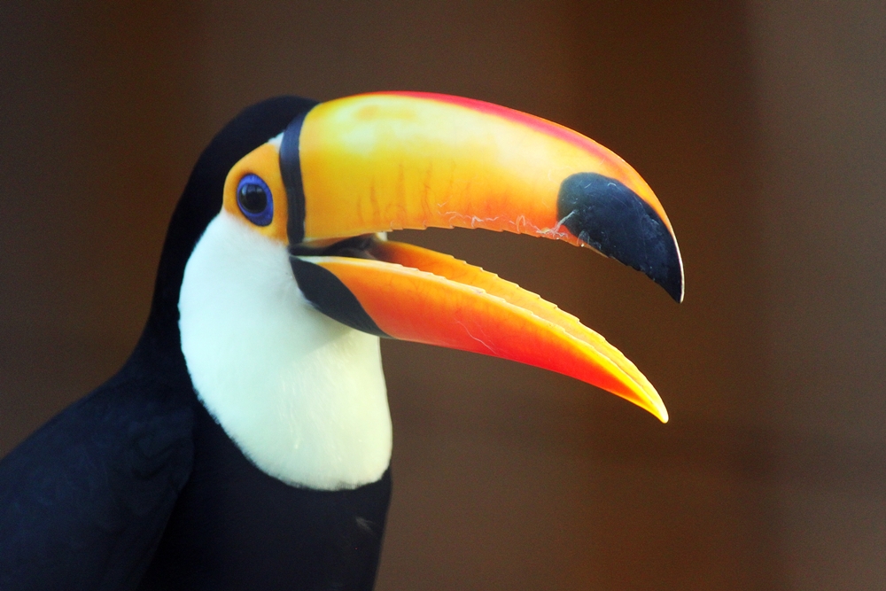 Toco Toucan