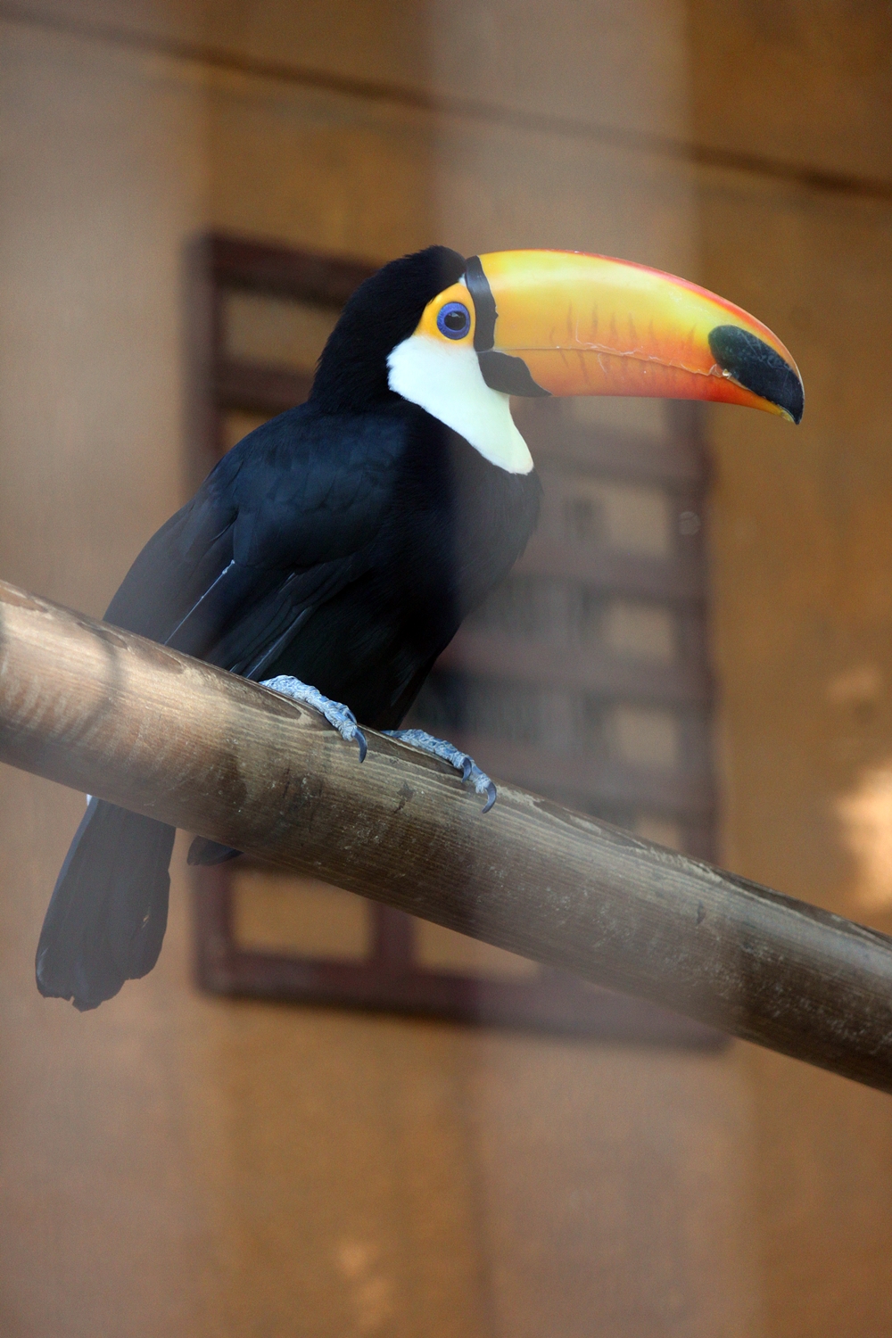 Toco Toucan