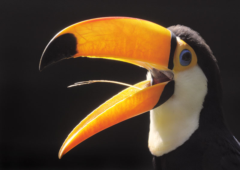 Toco toucan