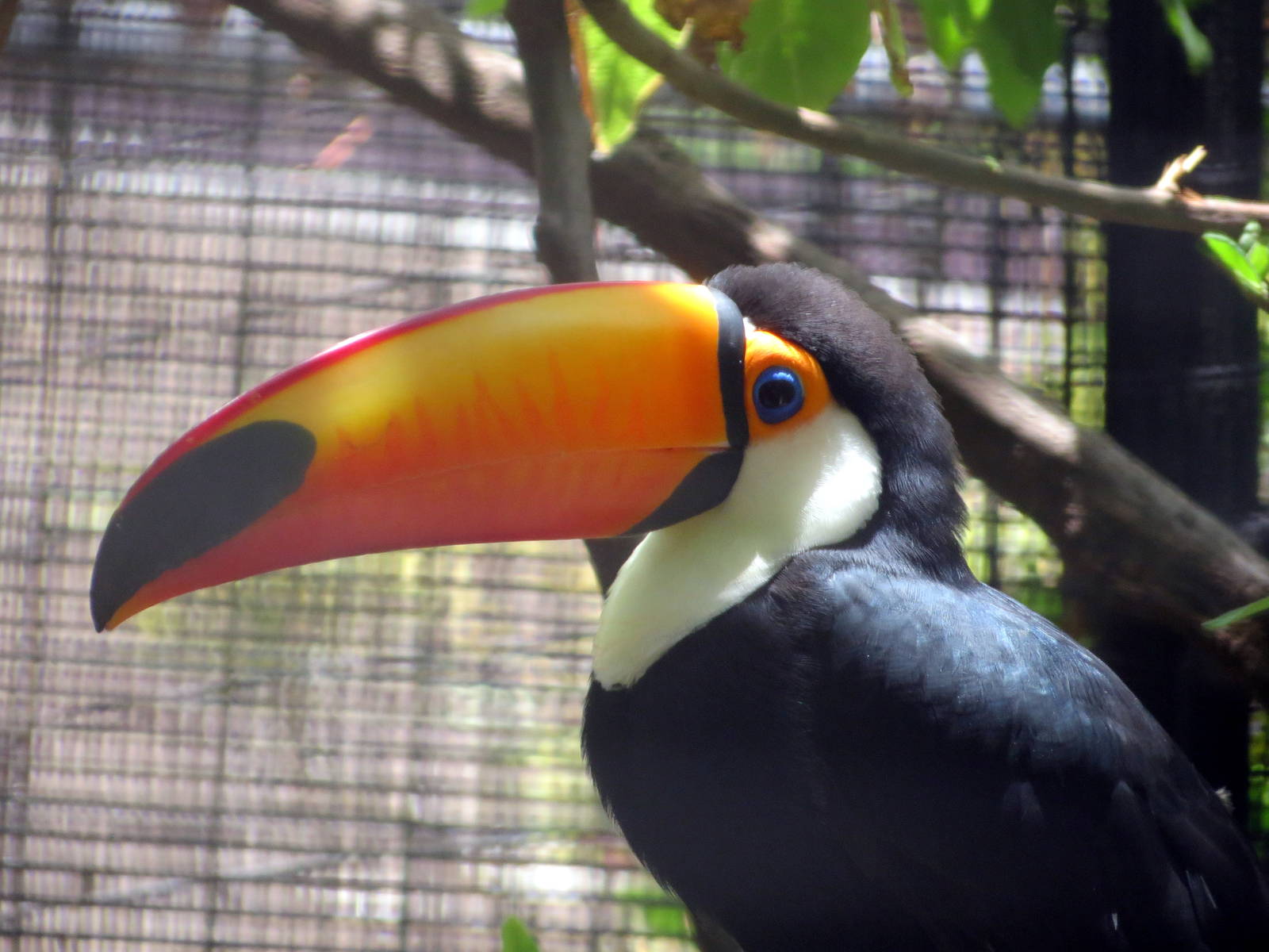 Toco Toucan
