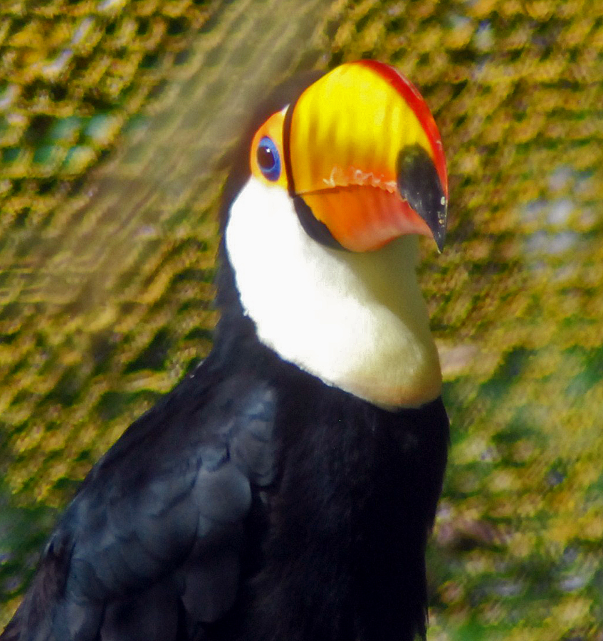 toco toucan