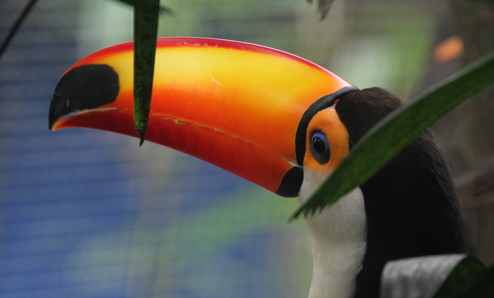 Toco Toucan