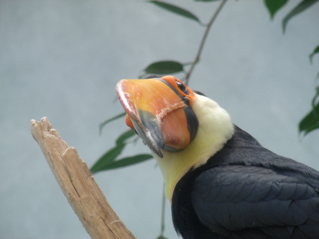 Toco Toucan
