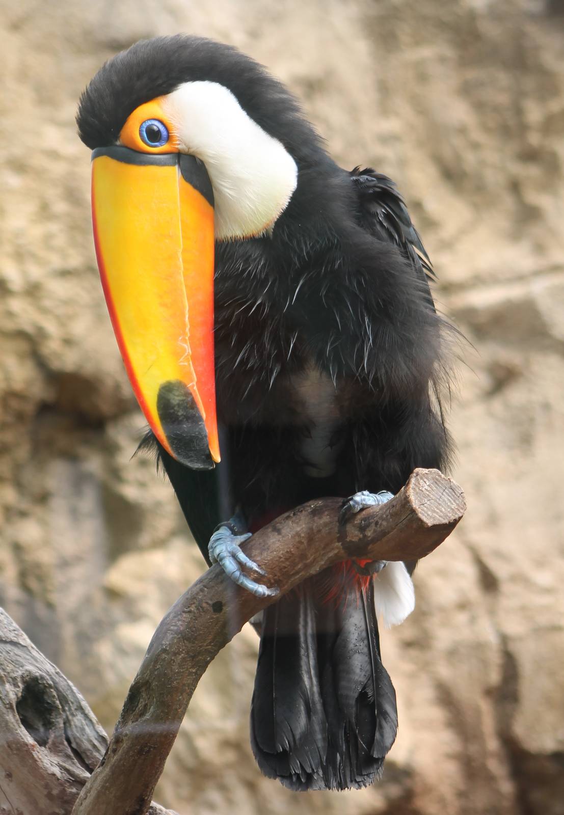 Toco toucan
