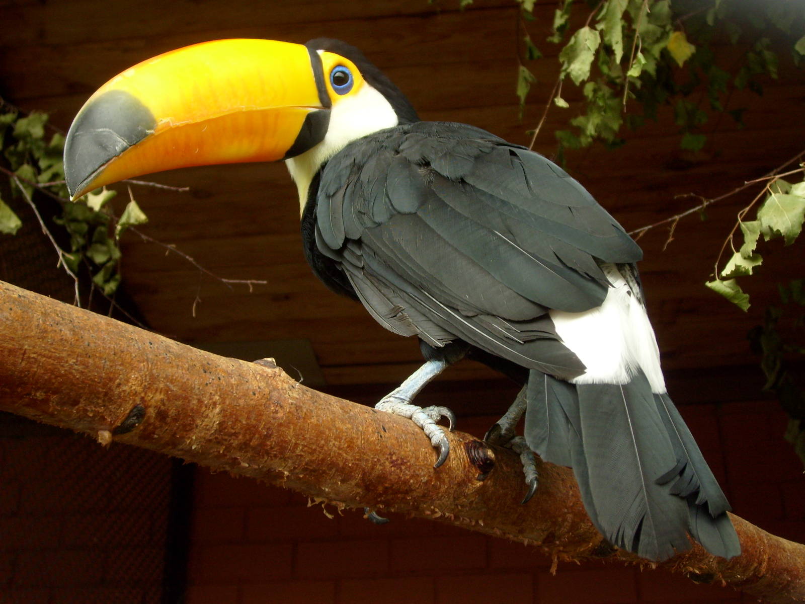 Toco toucan