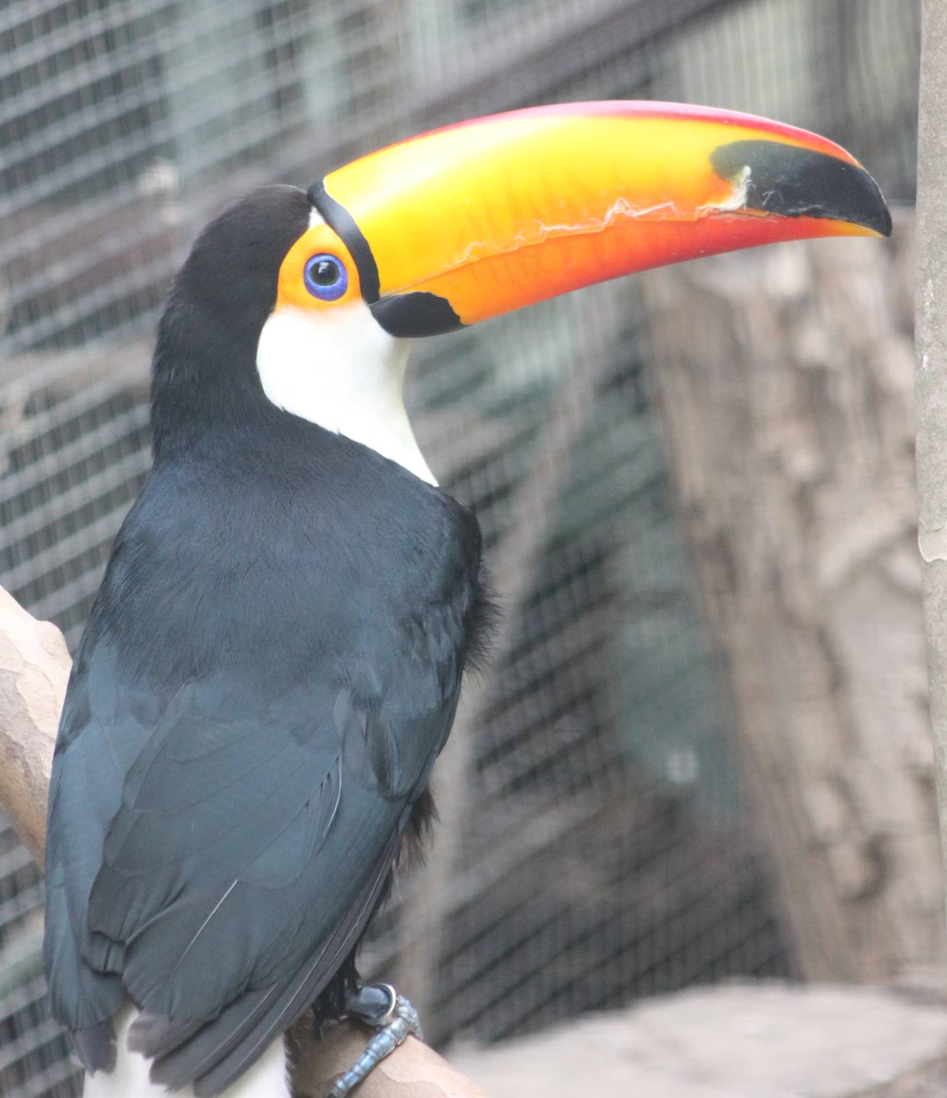 Toco toucan