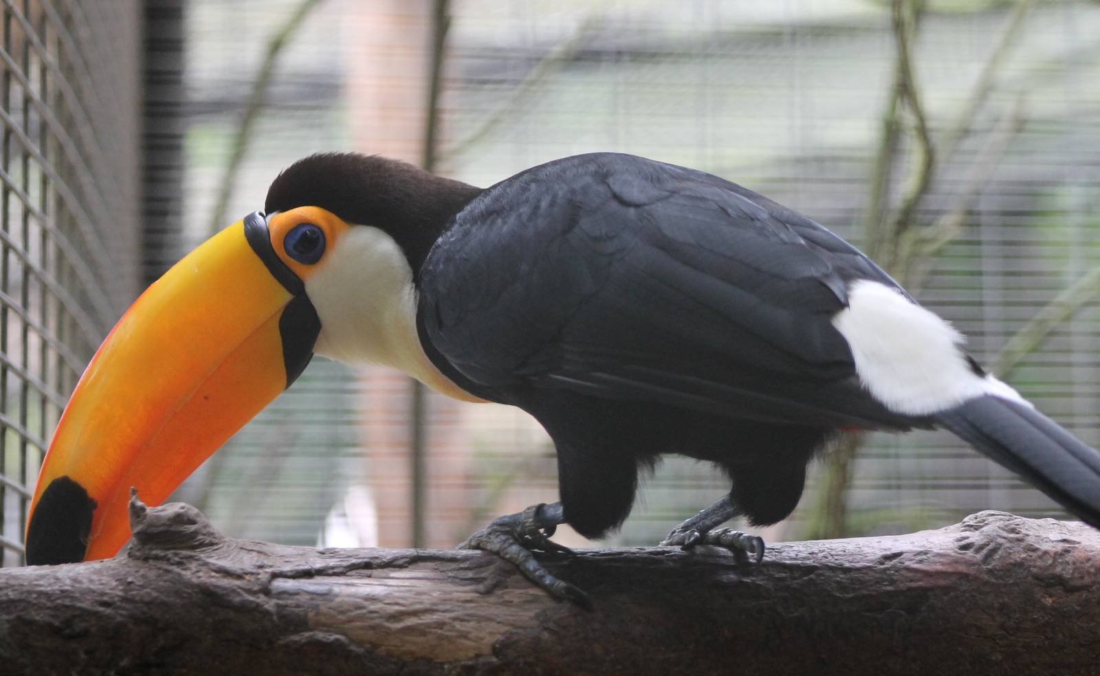 Toco toucan