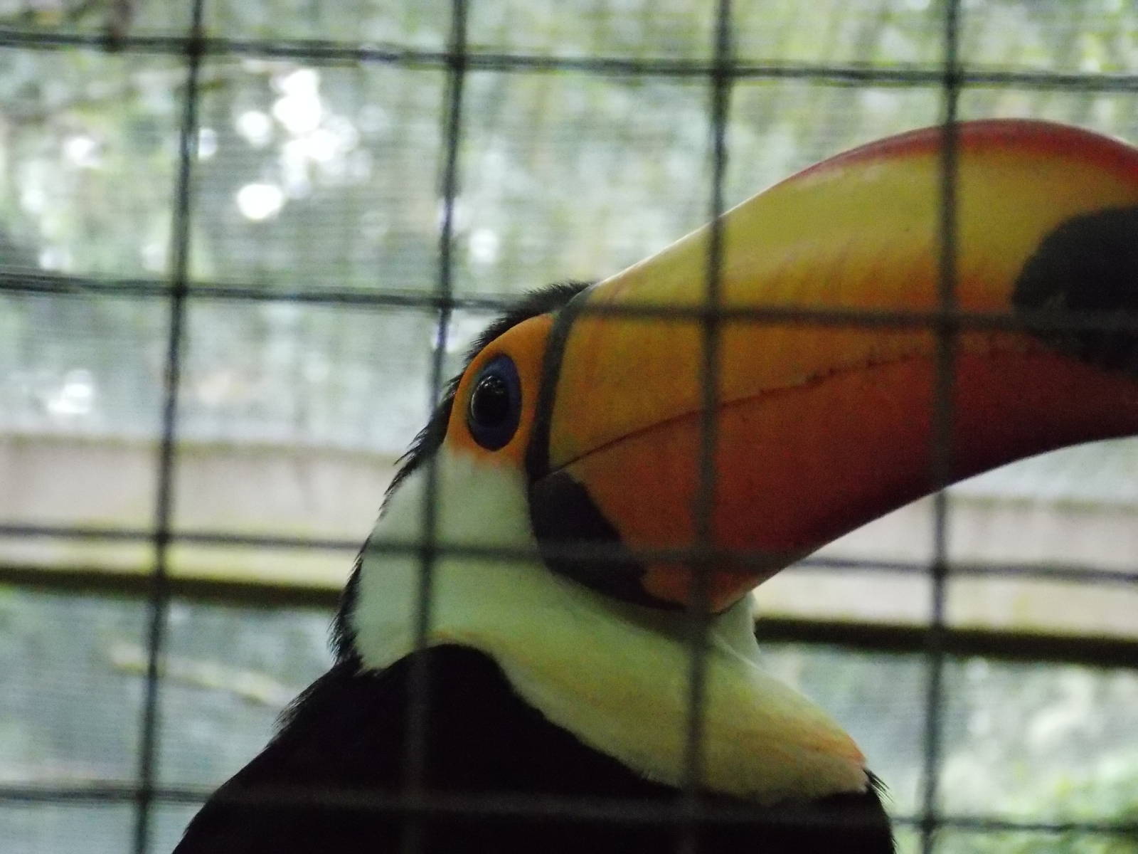 Toco Toucan