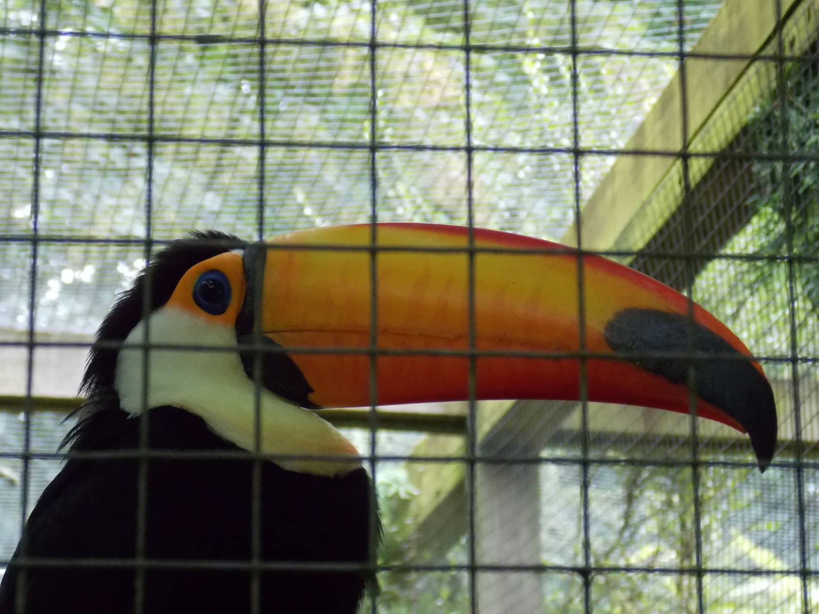 Toco Toucan