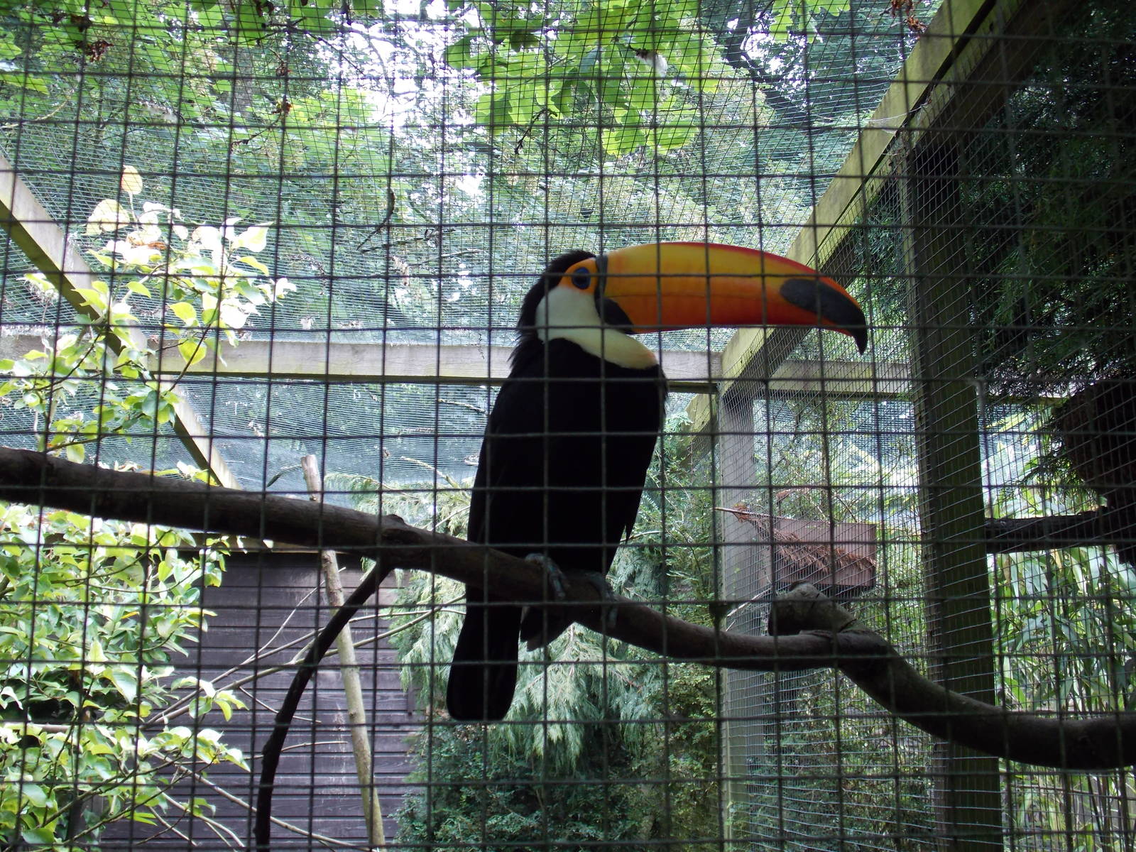 Toco Toucan