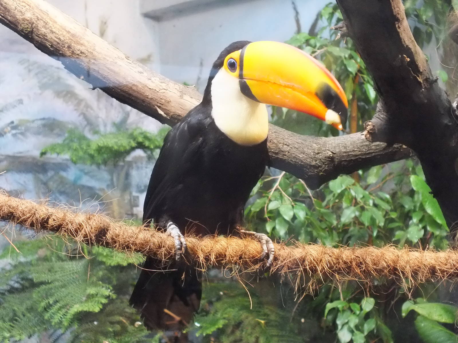 Toco toucan