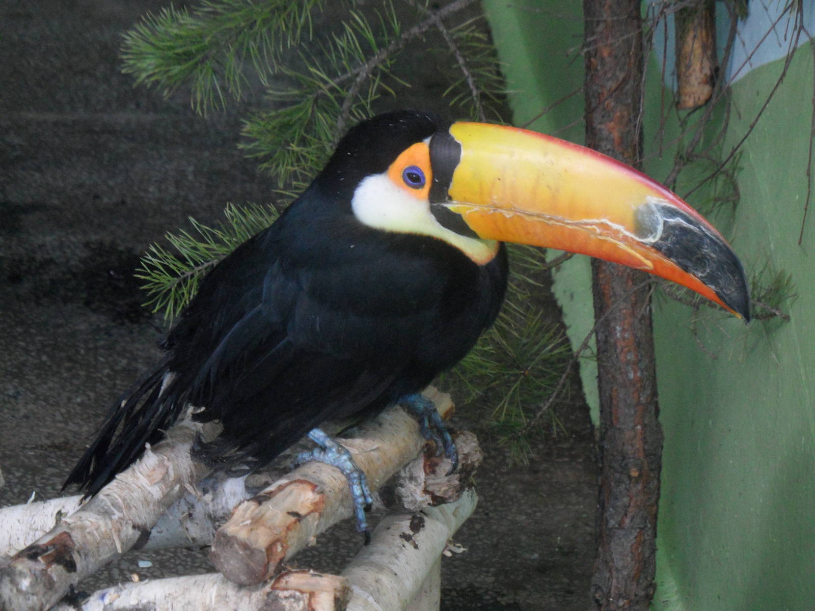 Toco toucan
