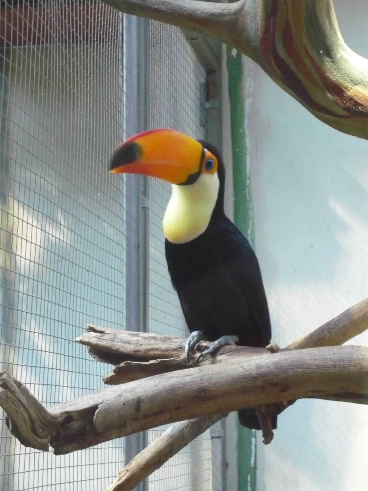 Toco toucan