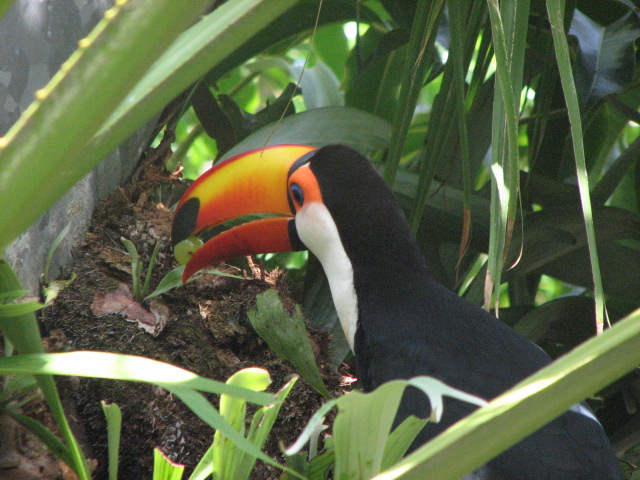 Toco Toucan