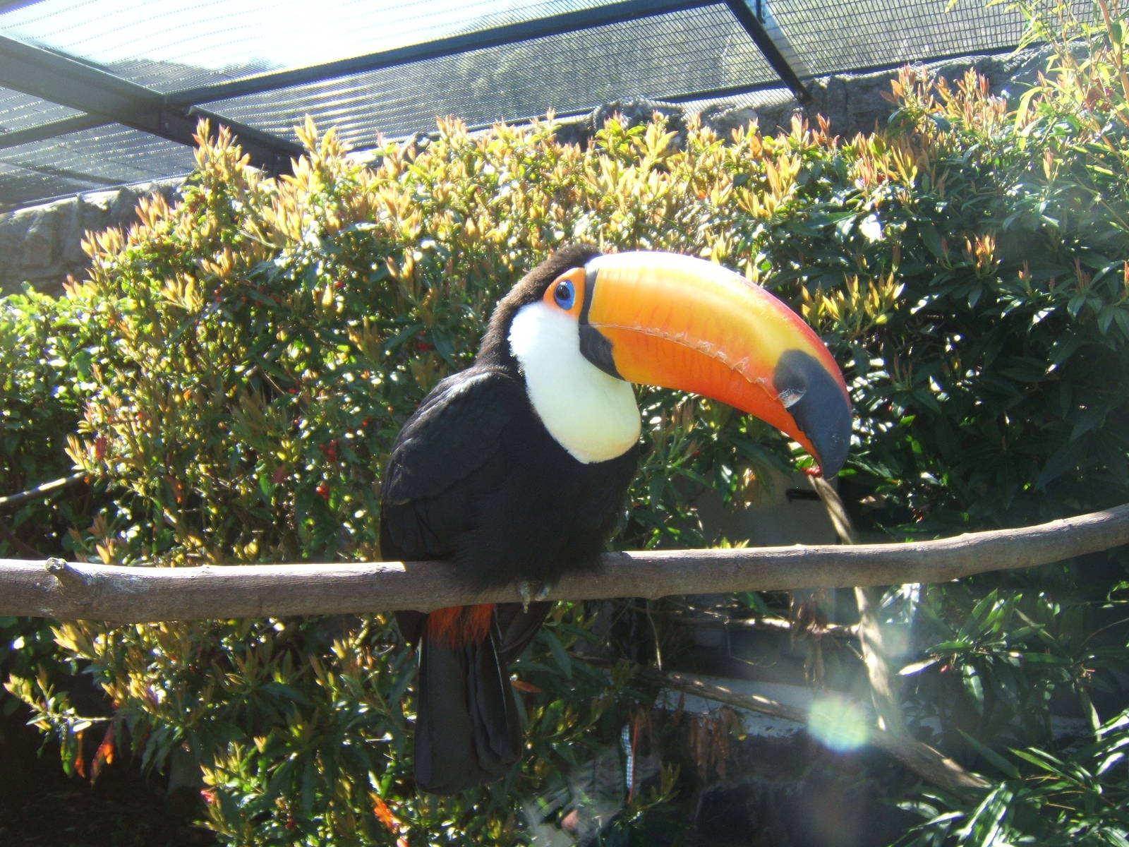 Toco Toucan