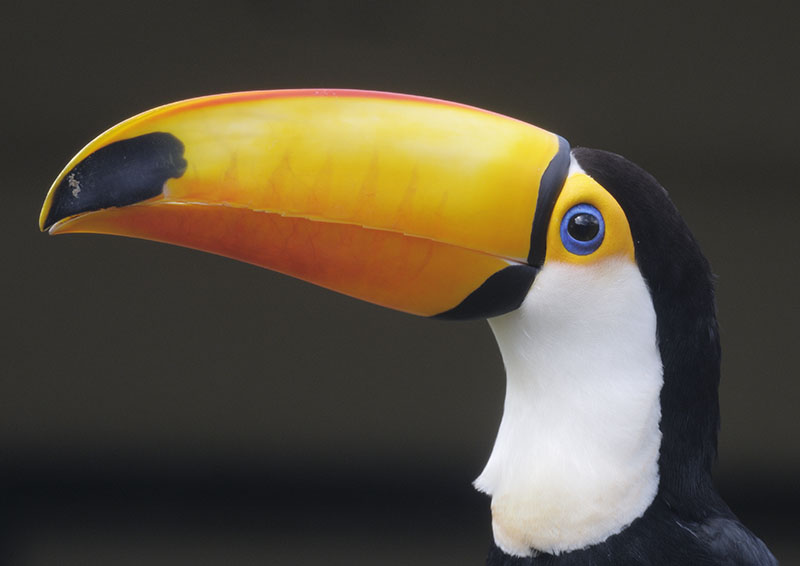 Toco toucan