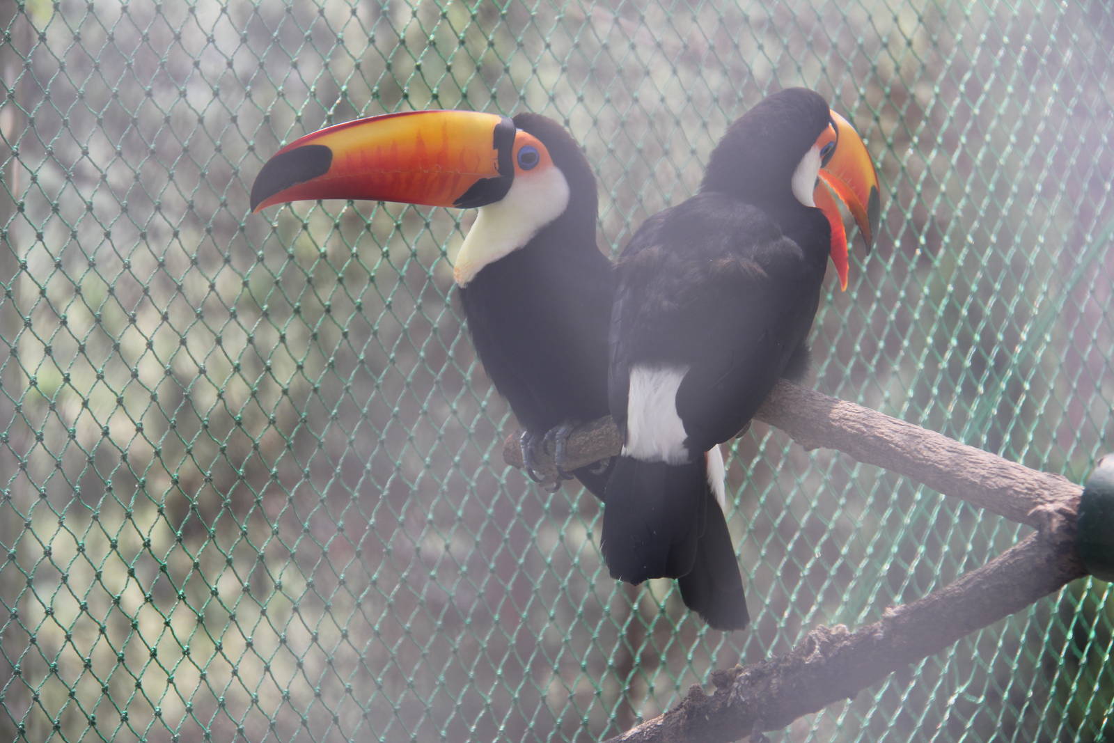 Toco toucan