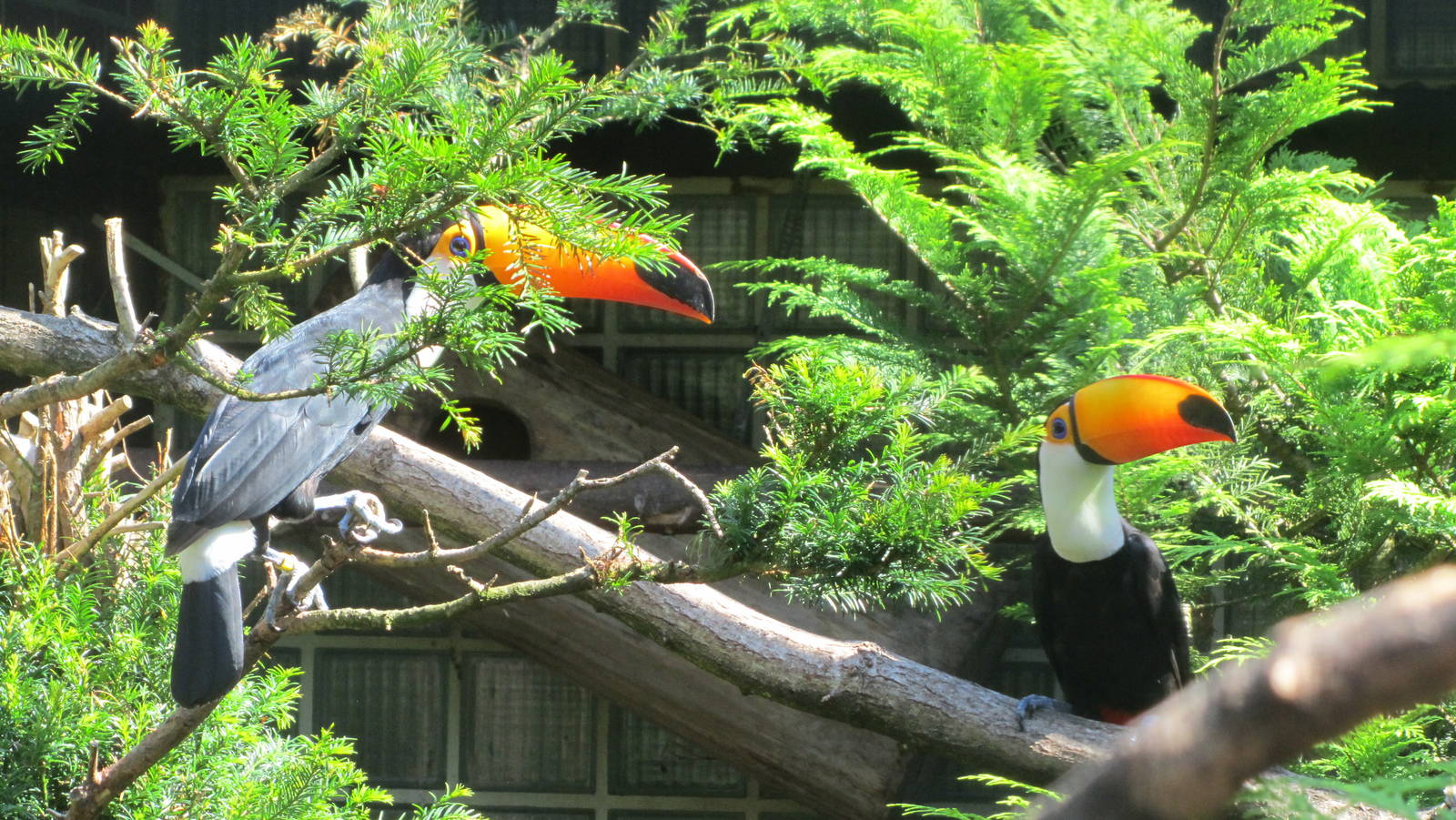 Toco toucan