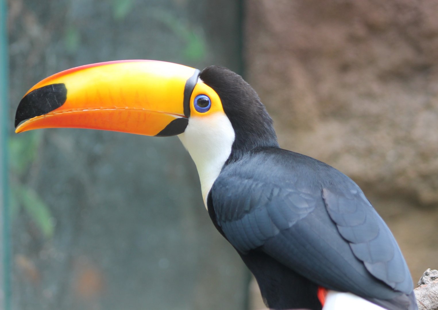 Toco toucan
