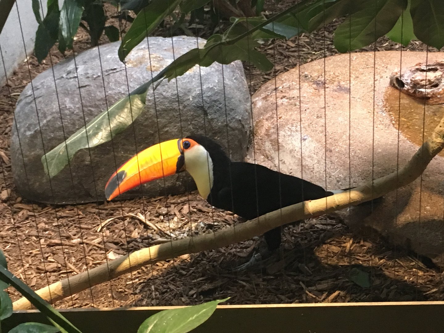 Toco Toucan