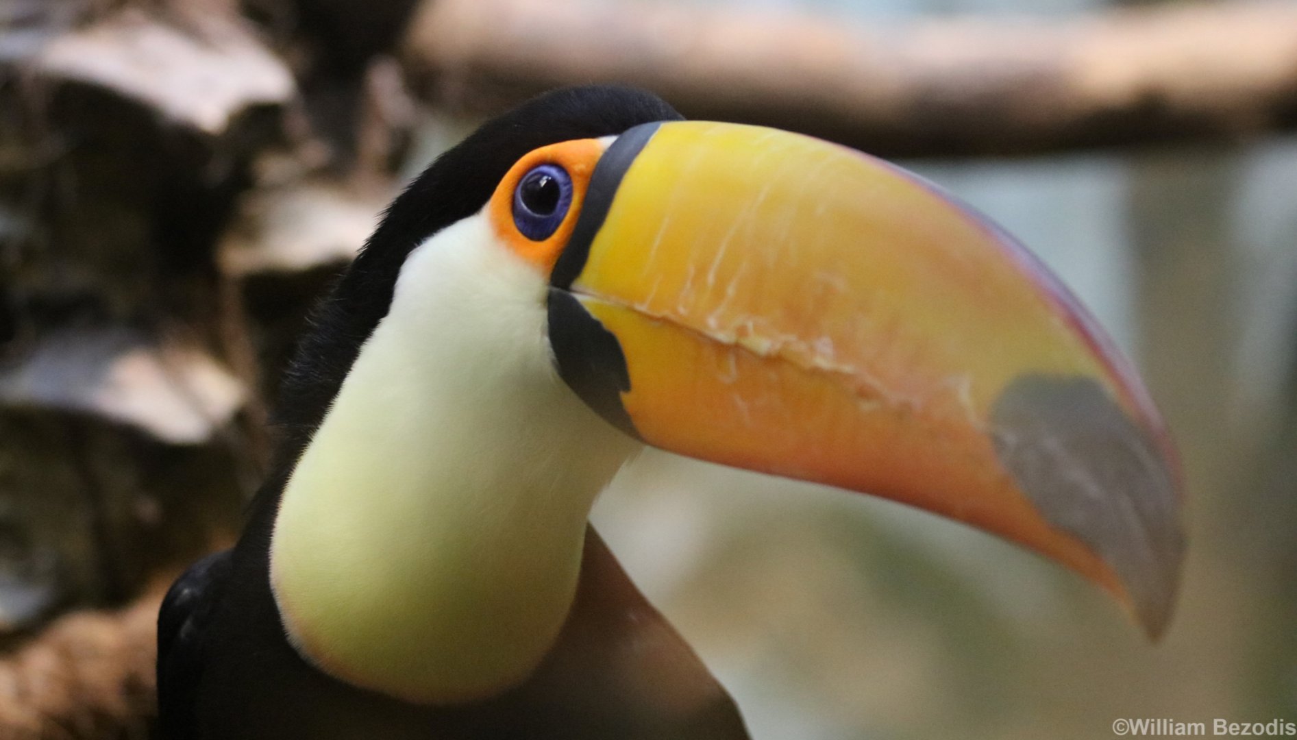 Toco Toucan