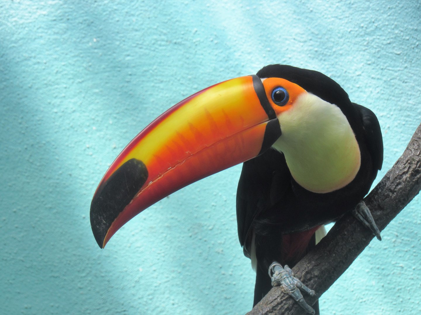 Toco toucan