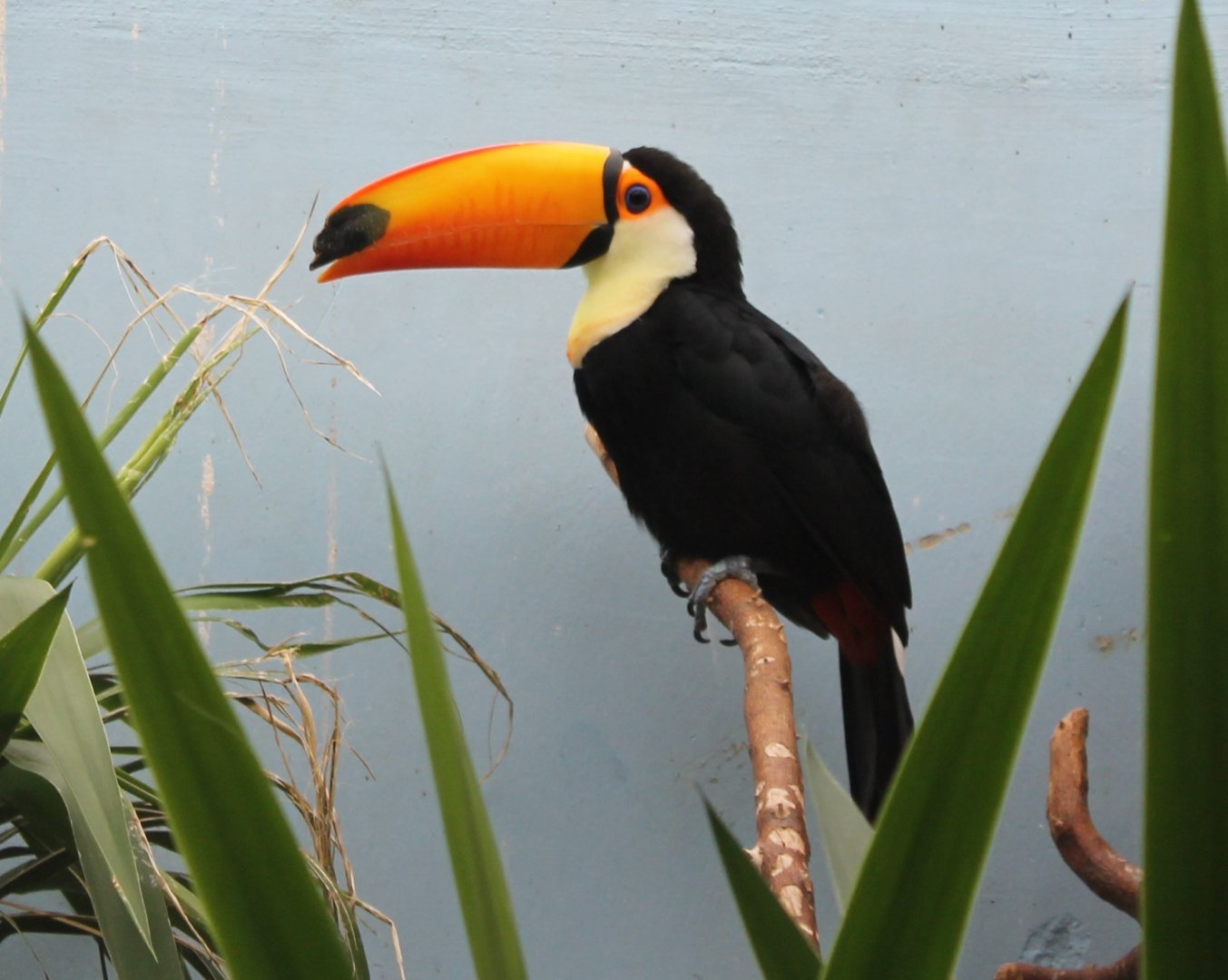 Toco toucan