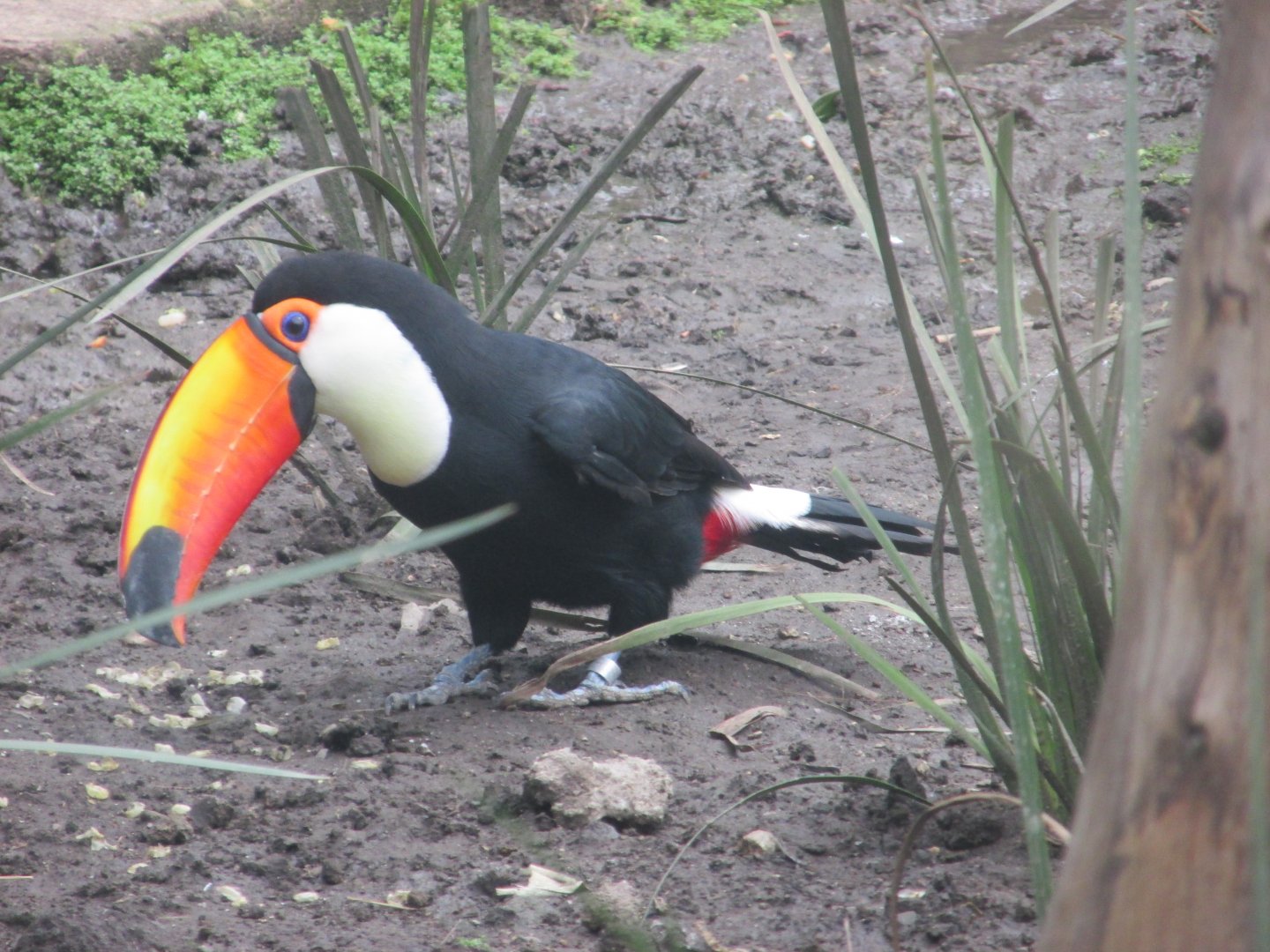 toco toucan