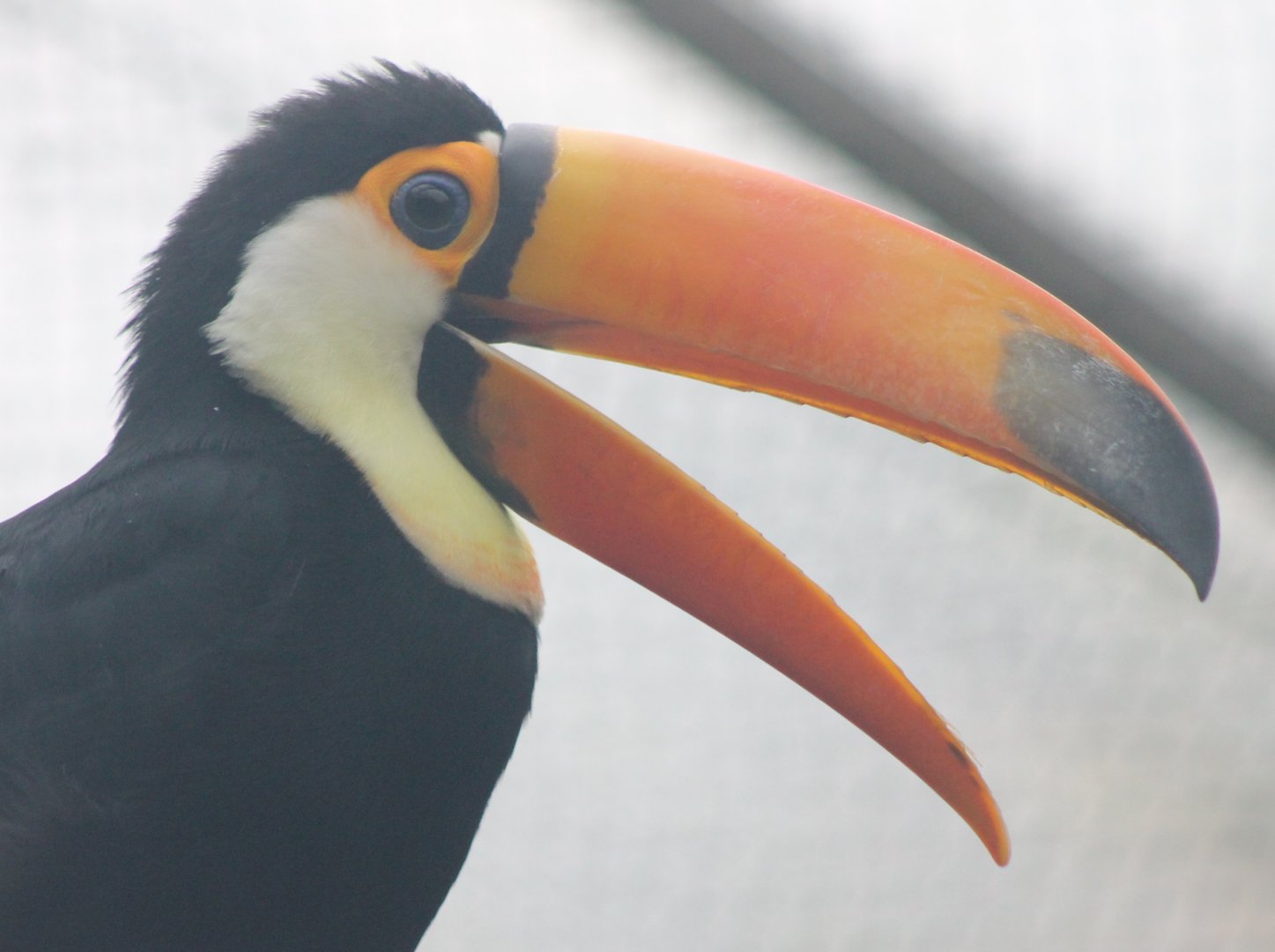 Toco toucan