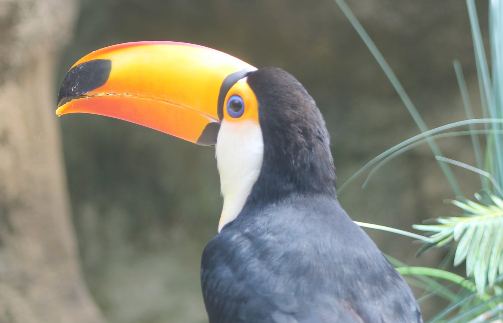 Toco toucan