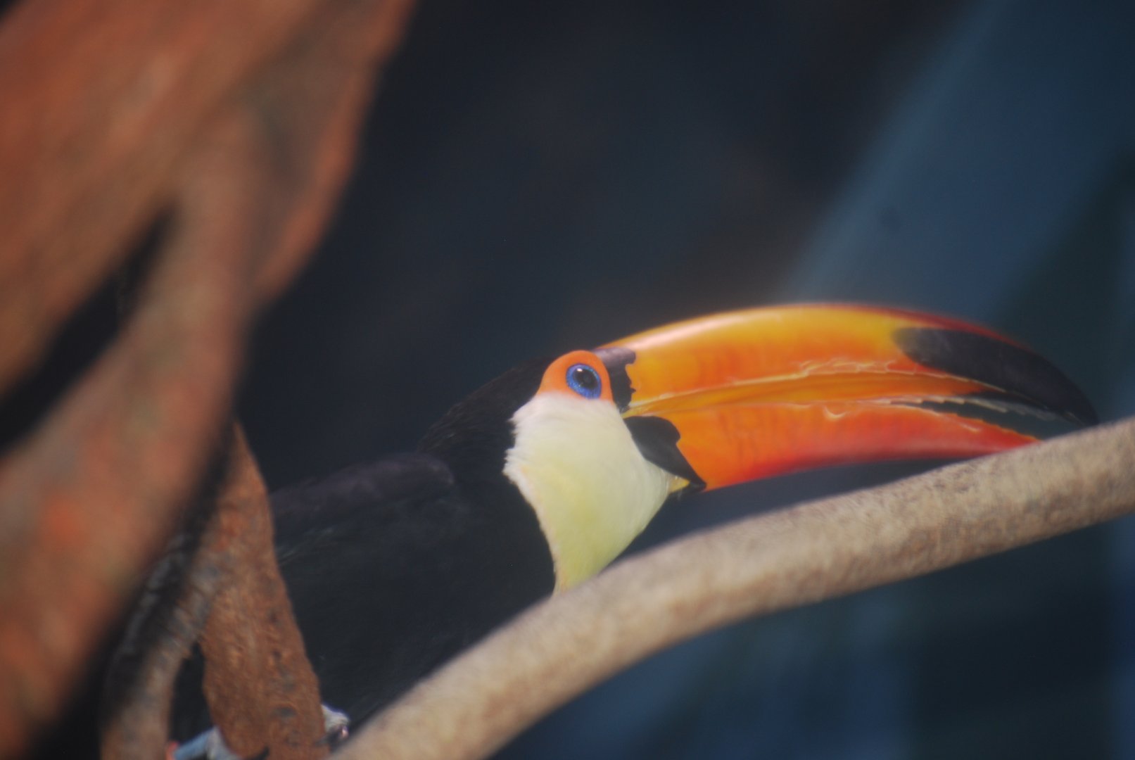 Toco Toucan
