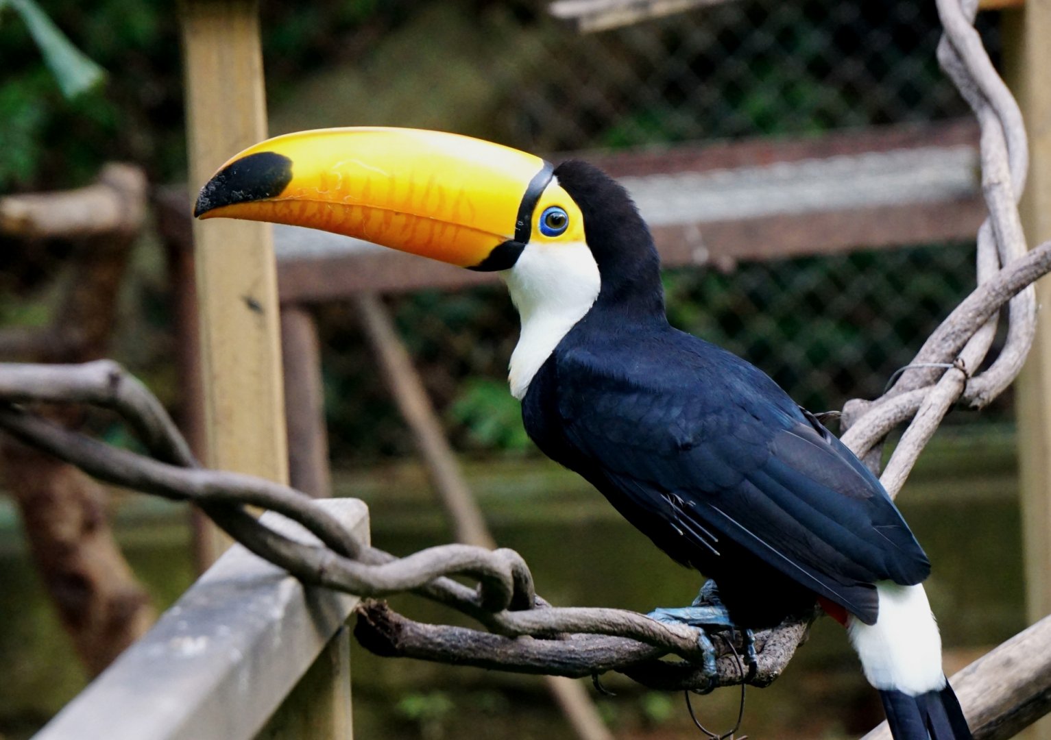 Toco toucan