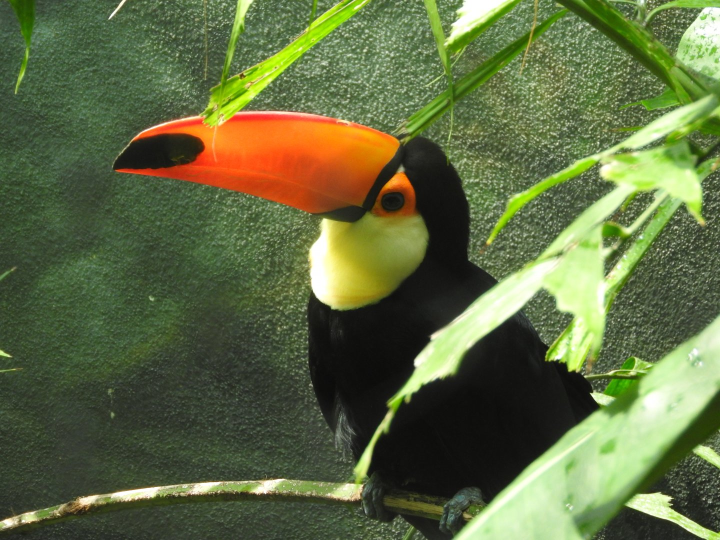 Toco Toucan