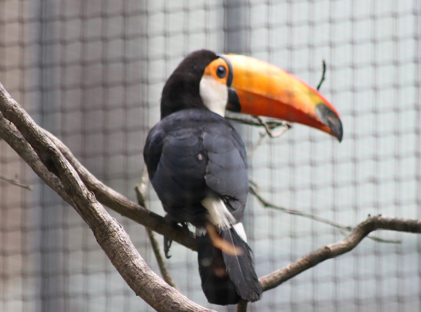 Toco toucan