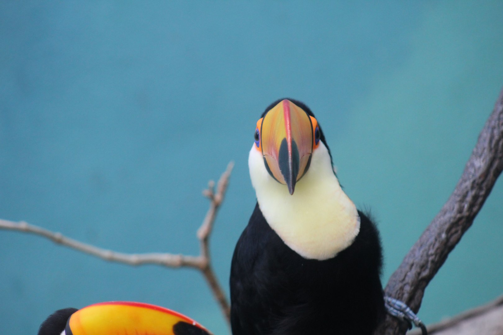 Toco Toucan